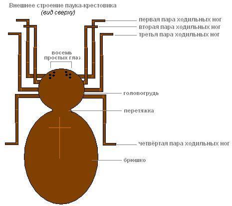 Как построена головогрудь паука-крестовика?кратка