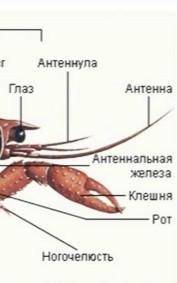 описать и назвать конечности речного рака, изображенные на картинке