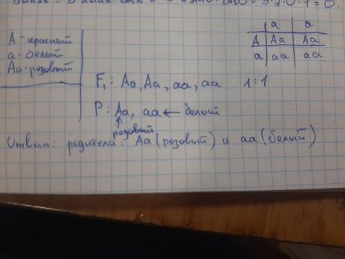 Красный цвет цветка у котиков определяется аллелью А, белый -а. растения с генотипом Аа имеют розовы