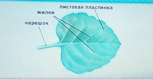 4. Ознакомьтесь с формами краев листовых пластинок. 5. Нарисуйте в тетради виды листовых пластинок.