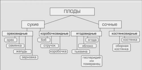 Схема классификации плодов подалйуста​