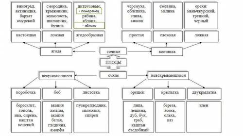 Схема классификации плодов подалйуста​