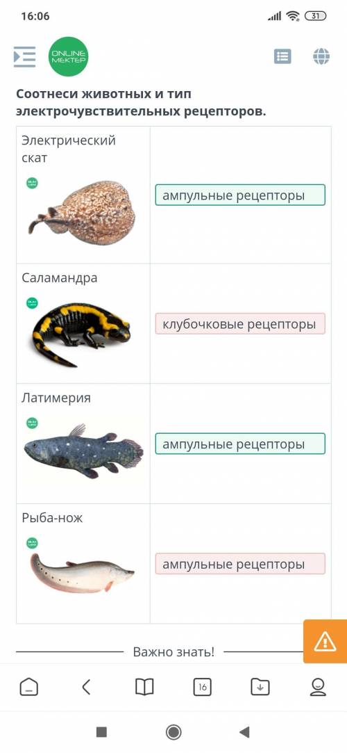 Соотнеси животных и тип электрочувствительных рецепторов. Электрический скатСаламандраЛатимерияРыба-