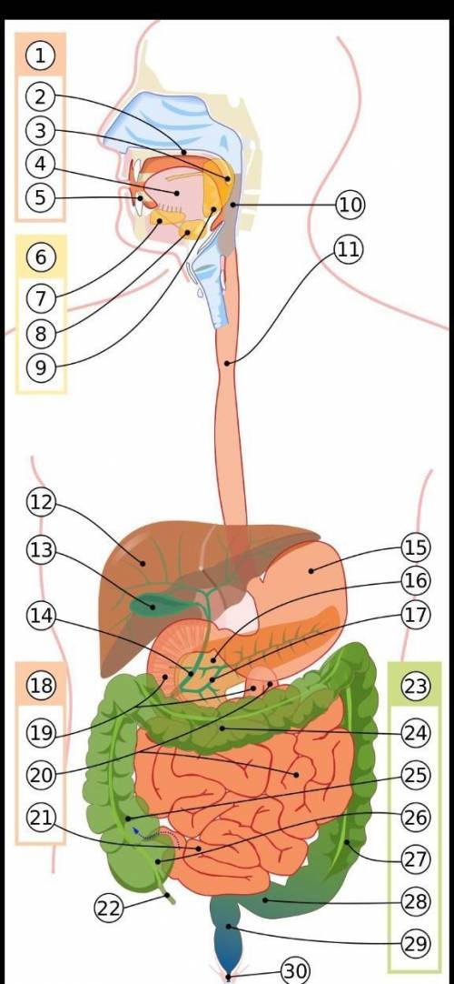ЗА ПРАВИЛЬНЫЙ ОТВЕТ пищеварительные железы и связанные с ними пищевые органы