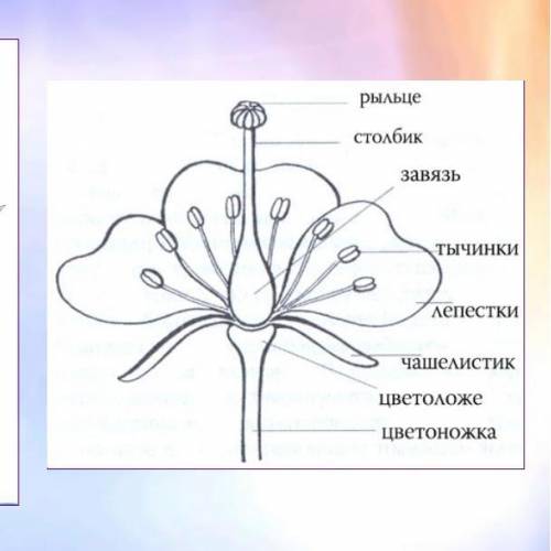 Что обазначена чифрами на рисунке