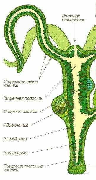 Рассмотри рисунок. Введи в окошко цифру, которой обозначена яйцеклетка. ответ: