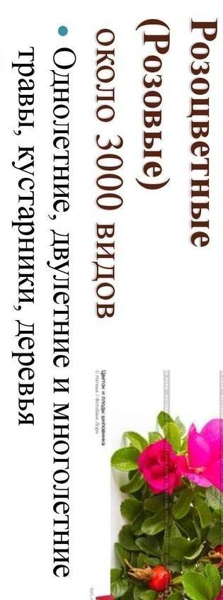 Какова продолжительность жизни у розоцветных? (двулетнее или однолетнее?)