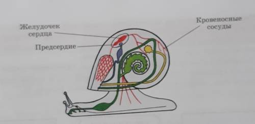 Подпишите строения кровеносной системы улитки и Укажите тип кровеносной системы​