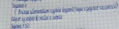 4. На рисунке изображены структуры, участвующие в транспорте веществ в растениях. Определите, под ка