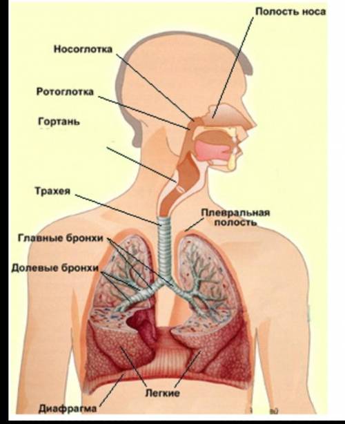 Перечислите все дыхательные системы человека​
