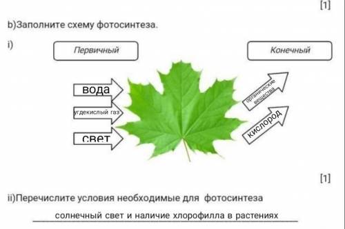 Заполните схему фотосинтеза.