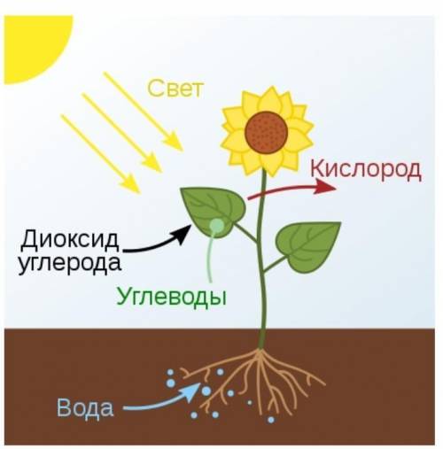 Знание и понимание: 1. Вспомните органоиды, в которых происходят дыхание и фотосинтез.2. Какие вещес