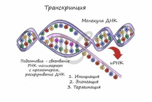 Участок транскрибируемой цепи молекулы ДНК имел следующую последовательность нуклеотидов ЦАТААГТЦГЦГ