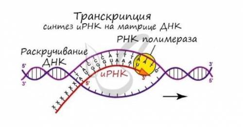 Участок транскрибируемой цепи молекулы ДНК имел следующую последовательность нуклеотидов ЦАТААГТЦГЦГ