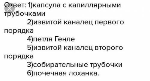 Выстройте в верной последовательности процессы и структуры, начиная от попадания вредных веществ (мо