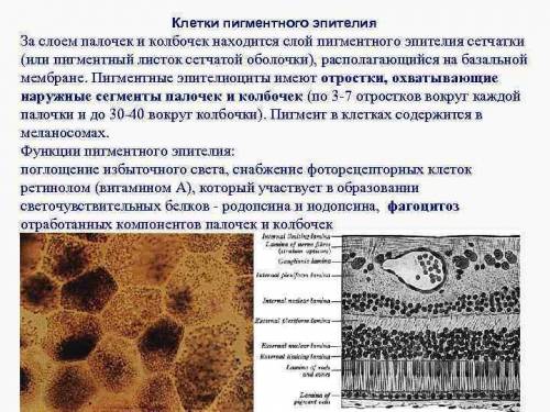 Рассмотрите клетки двух растительных тканей. Предположите, каким тканям они принадлежат. Аргументиру