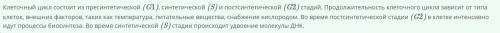 верно ли утверждение что во время постсинтетической стадии (G2) в клетке интенсивно идут процессы би