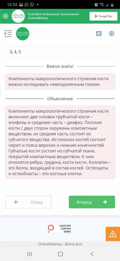 Ученик рассмотрел микроскопическое строение кости с микропрепарата, показанного на рисунке ниже. Он