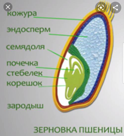 Семя фасоли (двудольное растение)ШИВШИСемя шиеналы (однодольное растение)Подпишите