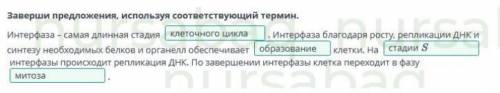 Определи утверждения, описывающие процессы, происходящие на пресинтетической стадии