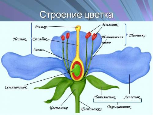 Перенесите таблицу в тетрадь и распределите названия по соответствующим столбцам: корень; стебель; л