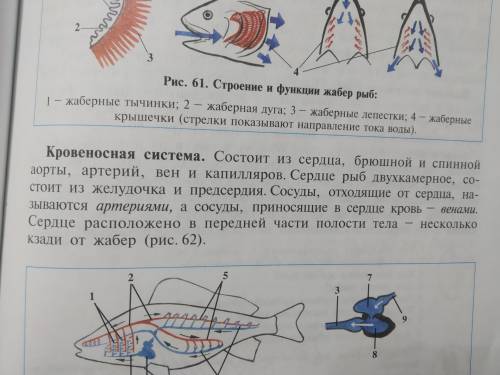 Как построены органы кровообращения рыб?