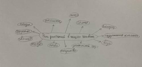 Составьте кластер «Роль растений в жизни человека»​
