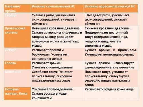 дам 20б Б) заполните таблицу «Влияние вегетативной нервной системы на функции органов»:​