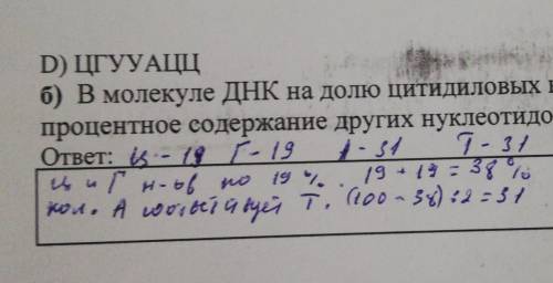 в молекуле ДНК на долю цитидиловых нуклеотидов приходится 19%определите процентное содержание осталь