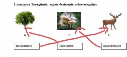 Экожүйенің құрам бөліктерін сәйкестендіріңіз.