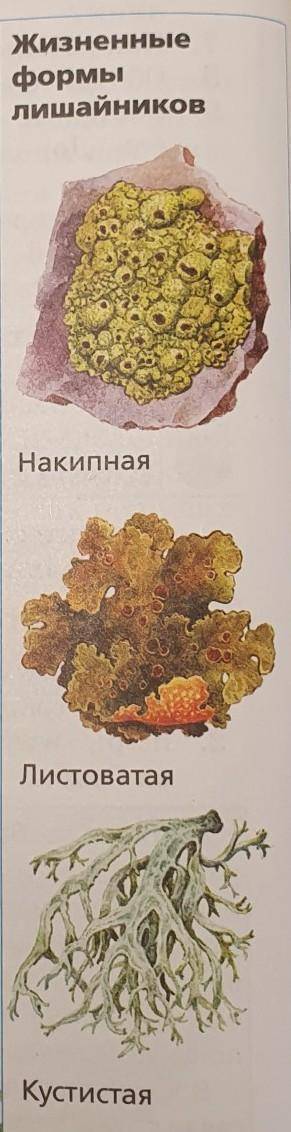 Задание 1.Ученик изучал внутреннее строение лишайника с микроскопа и выполнил рисунок. Что он обозна