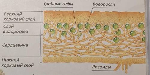 Задание 1.Ученик изучал внутреннее строение лишайника с микроскопа и выполнил рисунок. Что он обозна