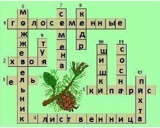 Разгадай кроссворд «Хвойные» 1. Хвойные. 2. Узкие игольчатые листья большинства хвойных деревьев. 3.