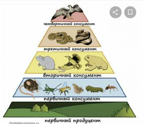 Консументом 2 порядку є екосистема може бути