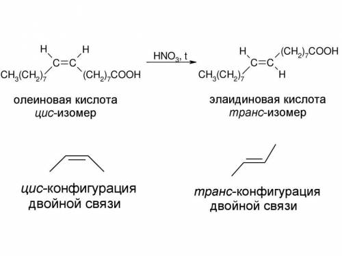 Изобразите конфигурацию олеиновой кислоты, укажите расположение двойной связи. Какая связь между хол