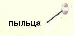 На рисунке изображена ветка с шишками сосны обыкновенной. ответь на вопросы. 1. Какой цифрой на рису