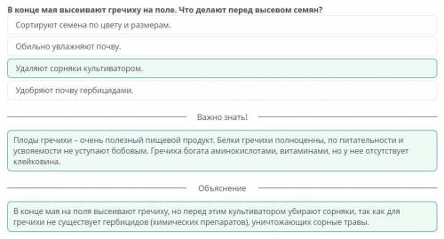 В конце мая высеивают гречиху на поле. Что делают перед высевом семян?Сортируют семена по цвету и ра