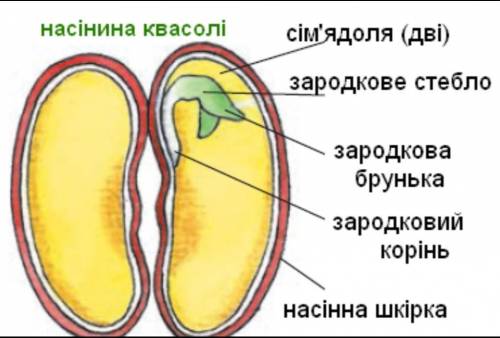 Схарактиризуйте рослину зображену на малюнку: квасоля