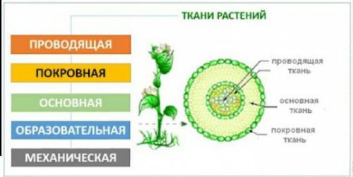 Расположение проводящей ткани в растениях .