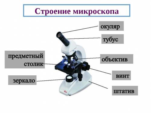 Вкажіть послідовність проходження світлових променів у напрямку до ока дослідника: а) об'єктив; б) о