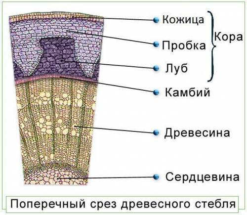 Рассмотрите рисунок. Что обозначено цифрами? б) Отметьте на рисунке корня зону плз