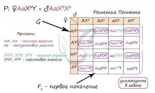 Две задачи по генетике Задача н.6 Зеленая хохлатая канарейка была скрещена с самцом такого же феноти