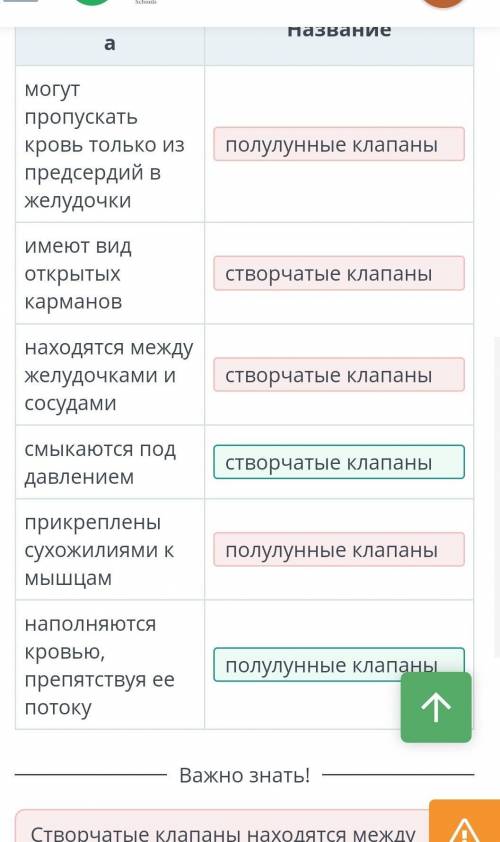 Соотнести характеристики клапанов с их названиями (полулунный и створчатый)