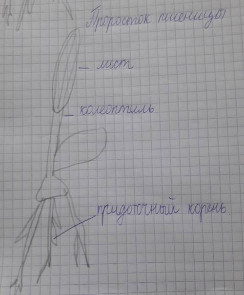 выполните лабораторную работу корневой чехлик и корневые волоски смотреть учебник страница 163 зарис