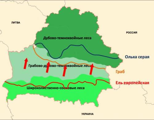 Перечислите природные зоны в пределах Беларуси; Укажите зоны, которые занимают наибольшую площадь, и