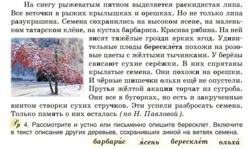 Рассмотрите и устно или письменно опишите бересклет. Включите в текст описание других деревьев, сохр