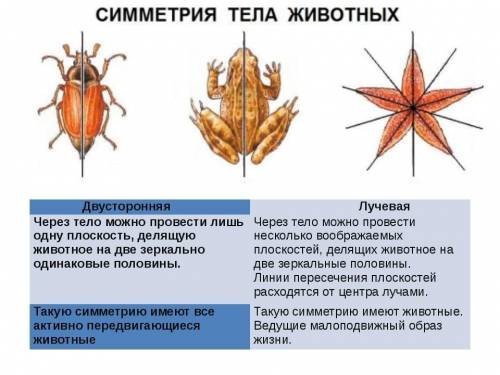 Какой тип симметрии у черепахи?