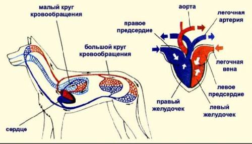 Кровеносная система рыб(схема, из чего состоит и её функция) кровеносная система млекопитающих(малый