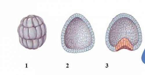 (a) Назовите этапы эмбрионального развития, отмеченные цифрами 2 и 3(b) Приведите названия не менее