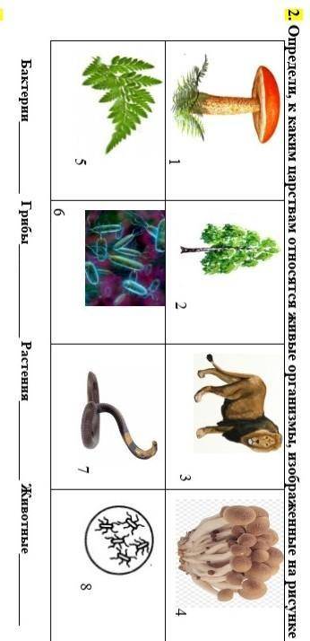 Определи к каким царством живые организмы изображённые на рисунке